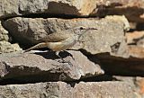 Rock Wren